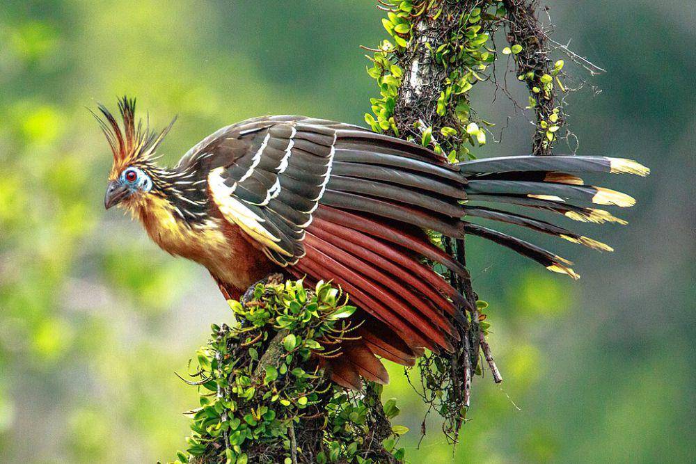 Burung hoatzin (commons.wikimedia.org/Murray Foubister)