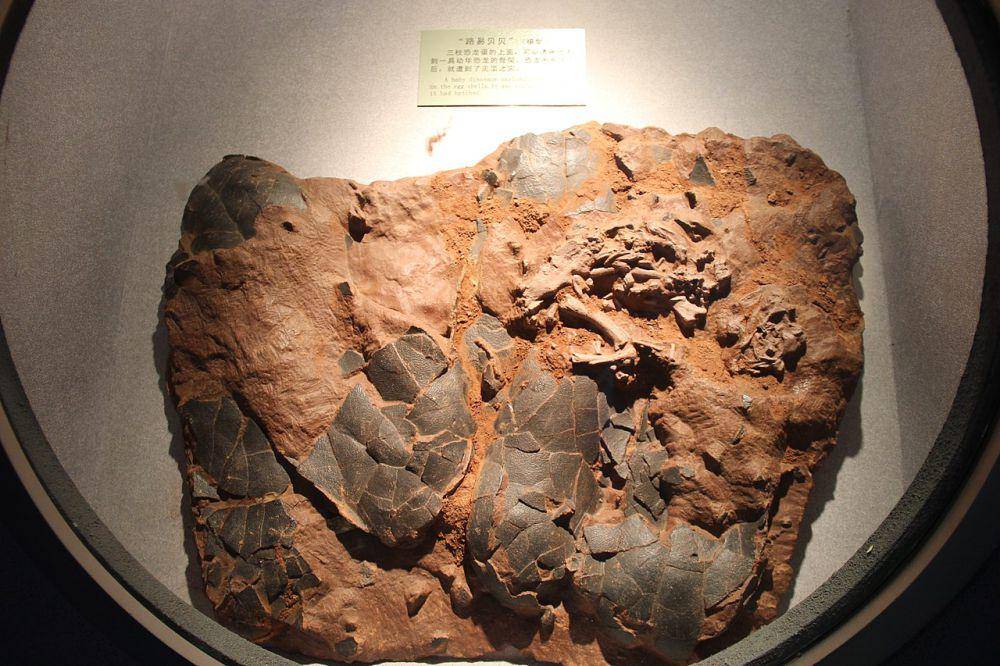 ilustrasi fosil dinosaurus (commons.wikimedia.org/Gary Todd)
