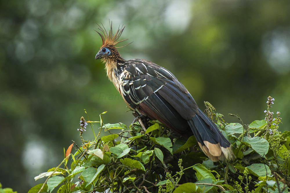 Burung hoatzin (flickr.com/Francesco Veronesi)