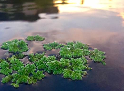 ilustrasi Azolla (freepik.com/tawatchai)