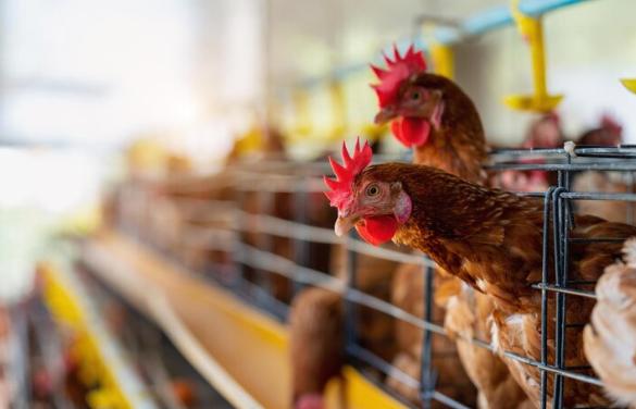5 Pakan Alternatif Ayam yang Murah, Bisa Kamu Budidayakan di Rumah