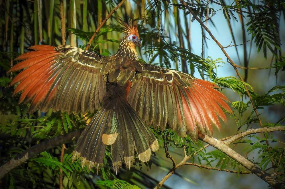 5 Fakta Unik Hoatzin, Burung Bau yang Punya Cakar ala Dinosaurus