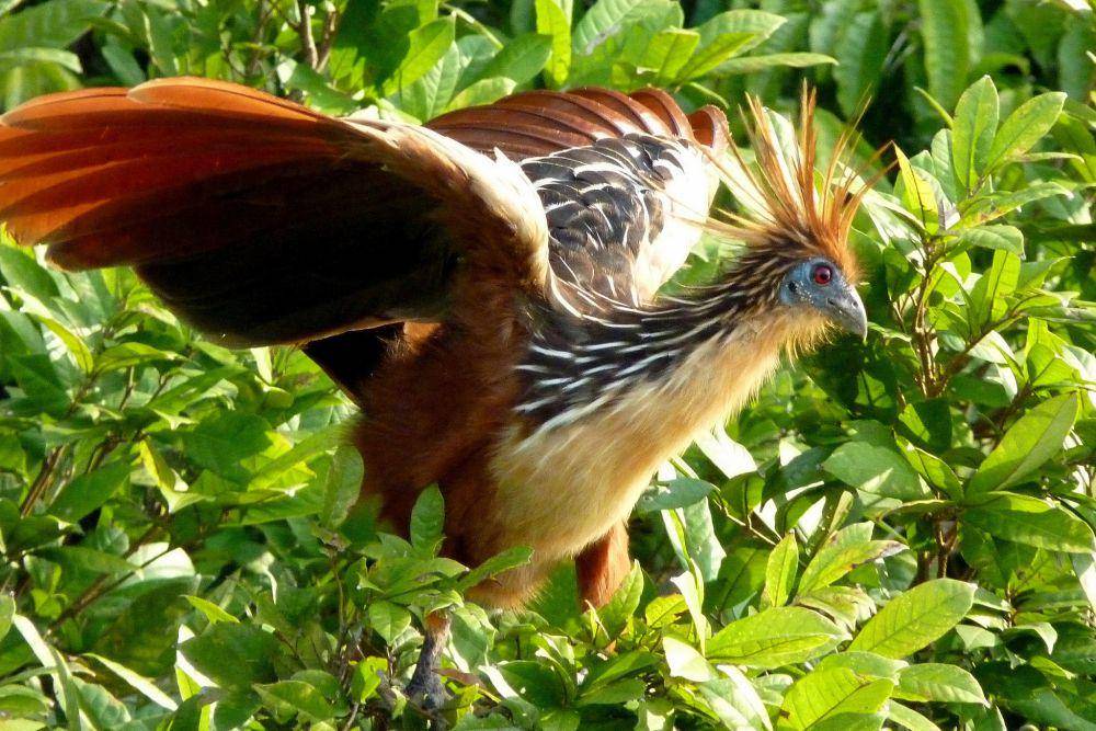 Burung hoatzin (commons.wikimedia.org/Kate from UK)