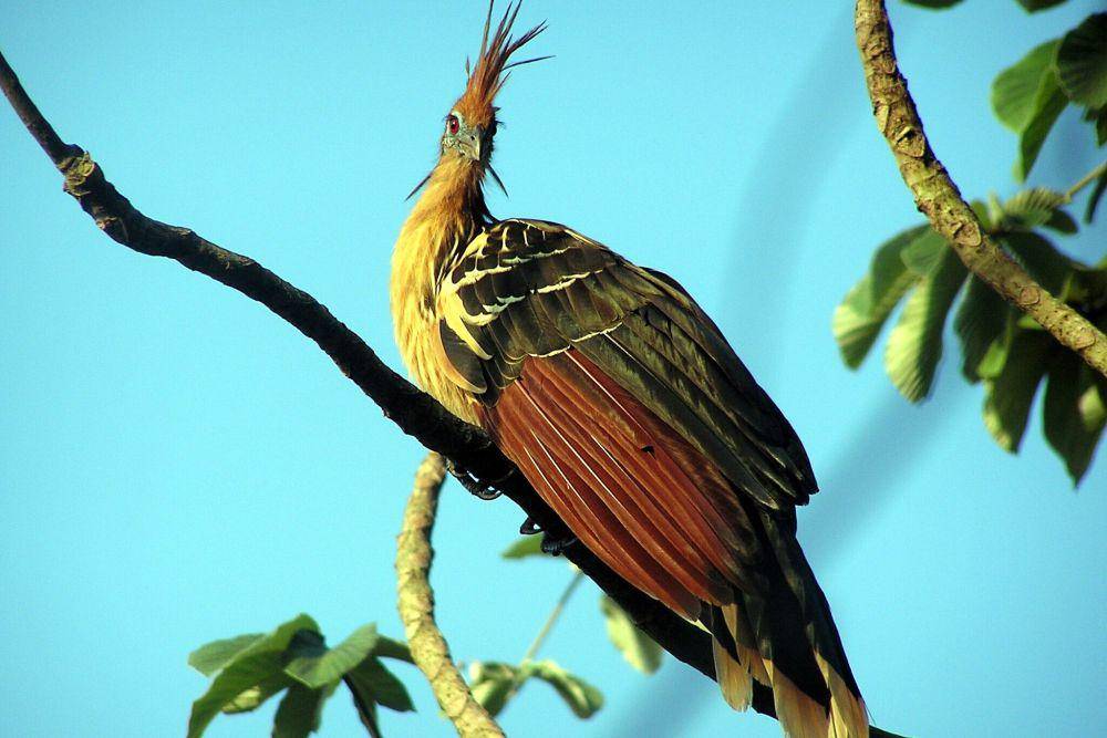 Burung hoatzin (commons.wikimedia.org/Linda De Volder)
