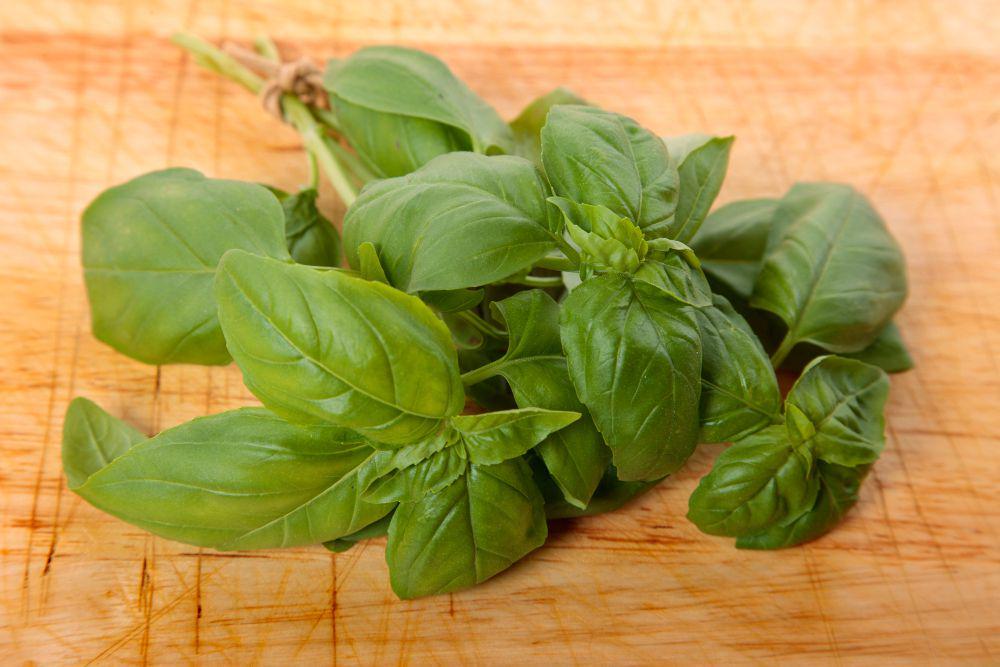 ilustrasi daun basil (freepik.com/jcstudio)