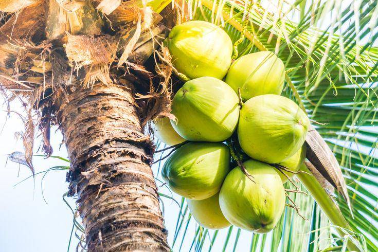 Ilustrasi makna filosofis yang bisa kamu pelajari dari pohon kelapa. (Pinterest/genikajo.ca)
