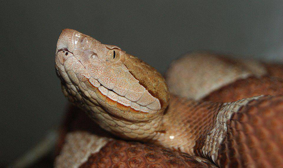 tampak dekat ular copperhead (commons.wikimedia.org/Danny S.)