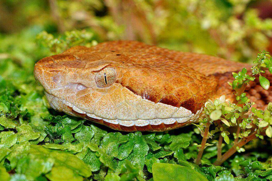 tampak dekat kepala ular copperhead (commons.wikimedia.org/Quartl)