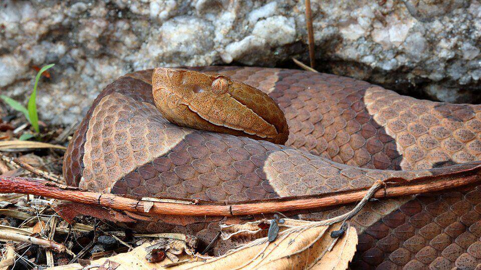 ular copperhead terlihat berjemur (commons.wikimedia.org/Riley Stanton)