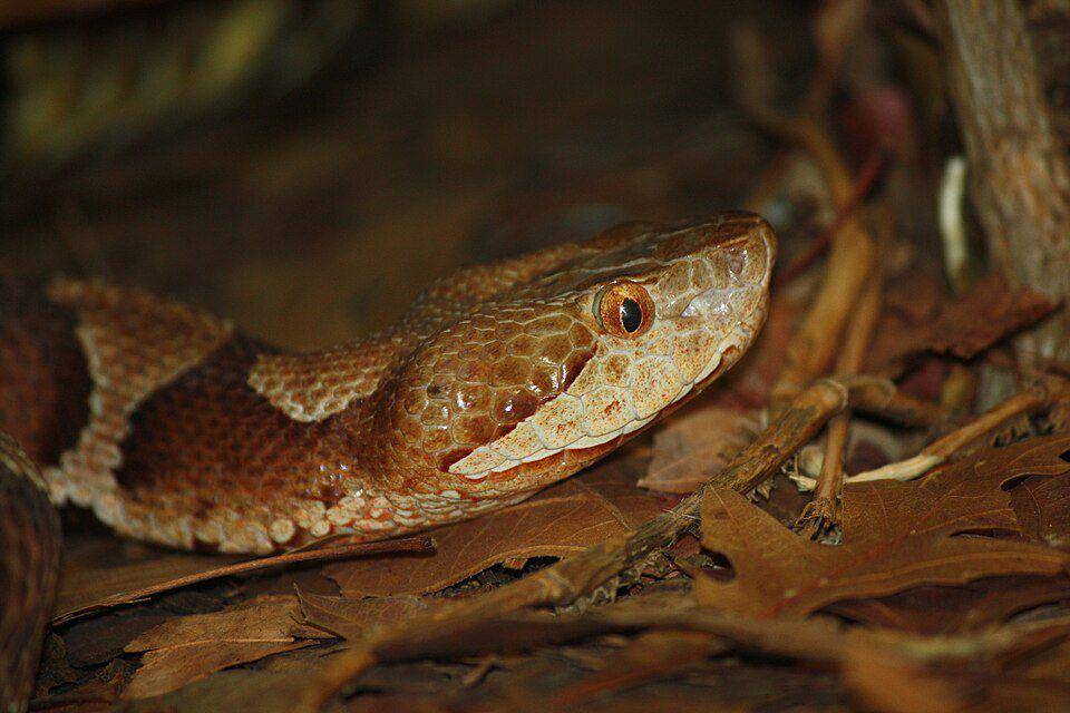 tampak dekat ular copperhead (commons.wikimedia.org/Ltshears)