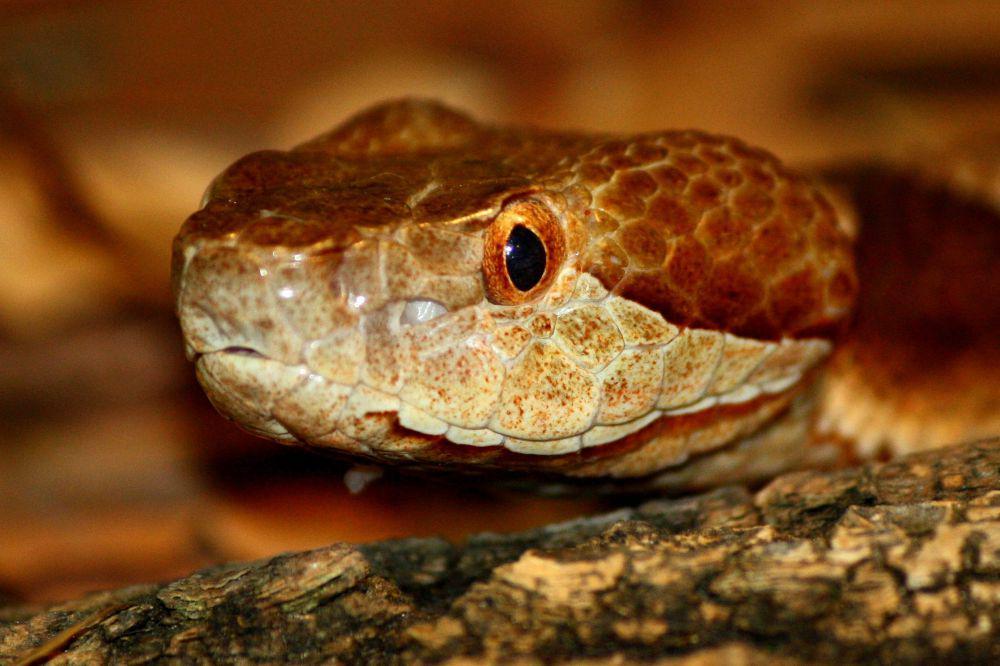 7 Fakta Unik Ular Copperhead, Punya Angka Gigitan Berbisa Terbanyak!