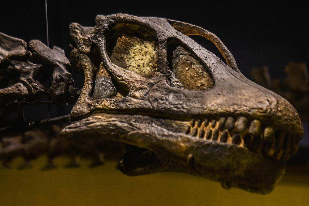 Fosil dinosaurus (commons.wikimedia.org/Erik Drost)