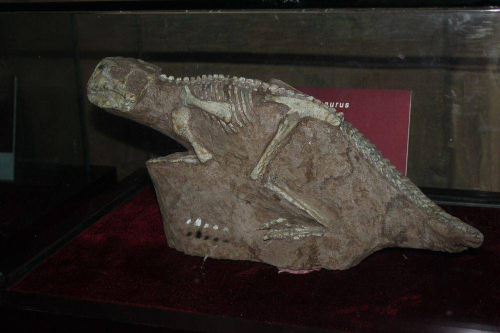 Fosil dinosaurus (commons.wikimedia.org/Gary Todd)