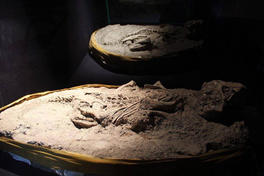 Fosil dinosaurus (commons.wikimedia.org/Gary Todd)