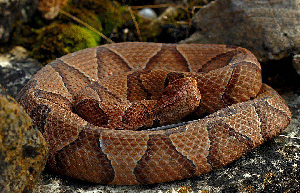 ular copperhead melingkar (commons.wikimedia.org/Peter Paplanus)