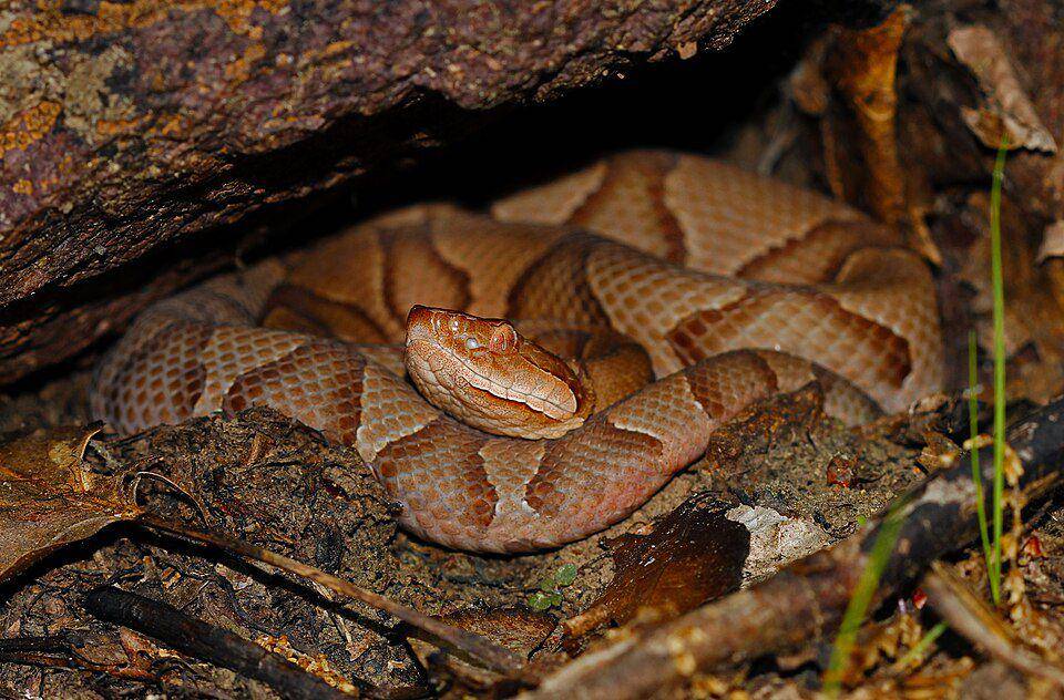 ular copperhead di habitat asli (commons.wikimedia.org/Peter Paplanus)