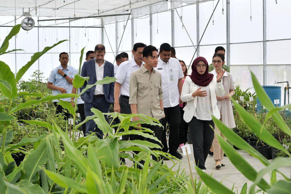 Gibran Soroti TSTH2, Kunyit hingga Kemenyan Siap Tembus Pasar Global