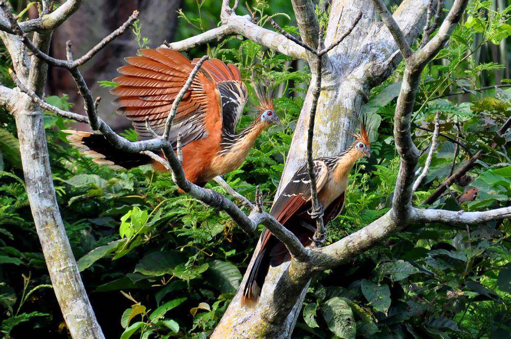 Burung hoatzin (commons.wikimedia.org/Cláudio Dias Timm)