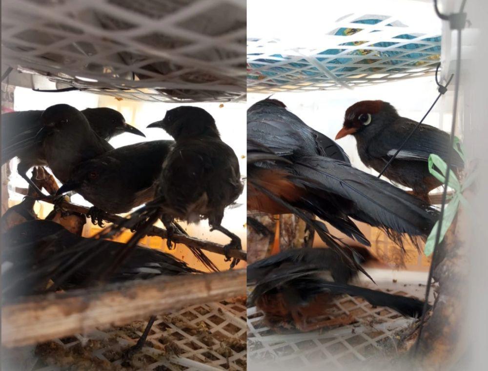 Modus Paket Bus, 668 Burung Ilegal asal Jambi Disita di Bakauheni