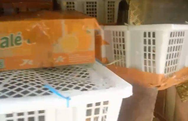 Pengungkapan 668 ekor burung ilegal asal Jambi oleh petugas Karantina Lampung dan FLIGHT Protecting Birds di Pelabuhan Bakauheni. (Dok. Karantina Lampung).