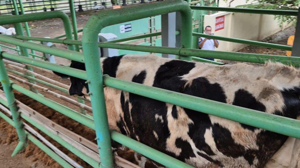 126 Ribu Hewan Ternak untuk Kurban Tersedia di Sulsel Jelang Idul Adha