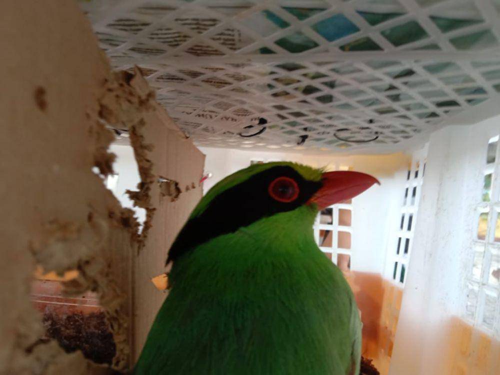 Pengungkapan 668 ekor burung ilegal asal Jambi oleh petugas Karantina Lampung dan FLIGHT Protecting Birds di Pelabuhan Bakauheni. (Dok. Karantina Lampung).