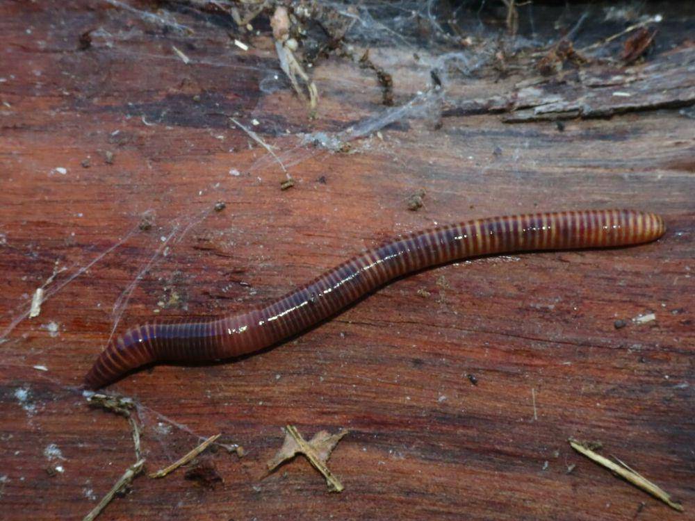 Cacing harimau (inaturalist.org/josecosta1)