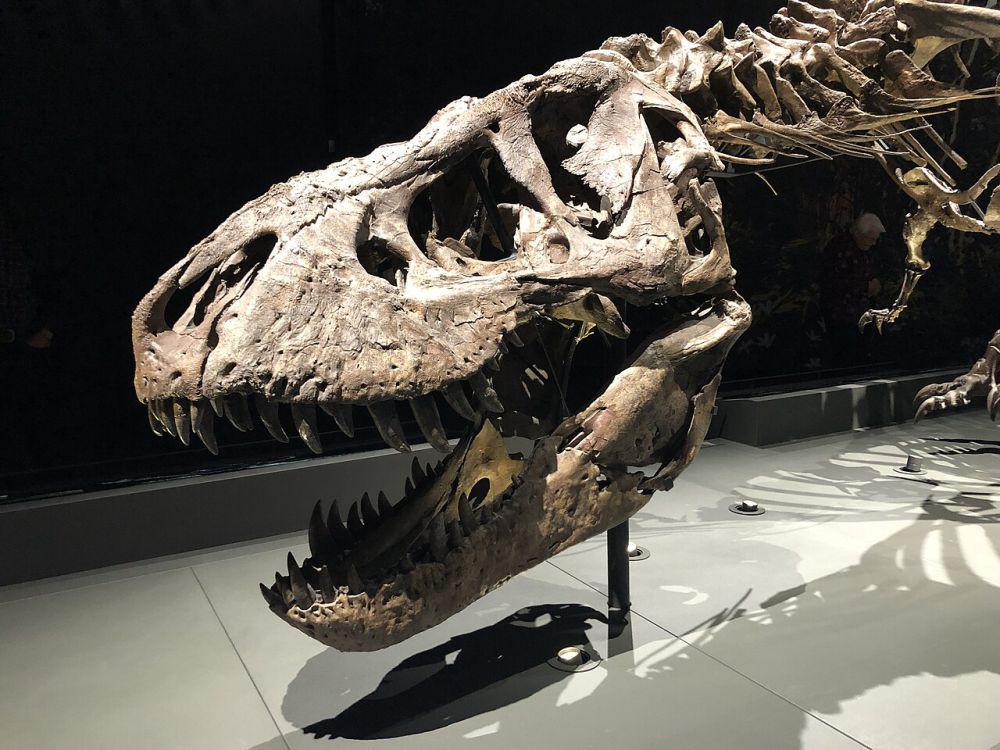5 Negara dengan Penemuan Fosil Dinosaurus Terbanyak, Mana Saja?