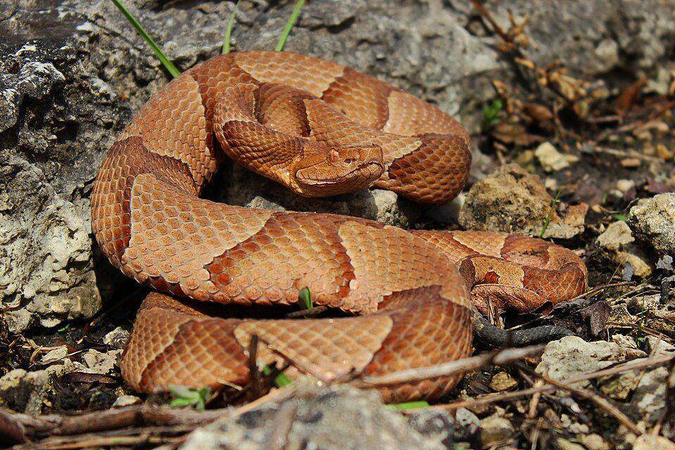 tampilan sekujur tubuh ular copperhead (commons.wikimedia.org/Peter Paplanus)