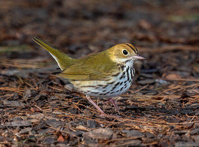 5 Fakta Menarik Ovenbird, Burung Kecil dengan Suara Menggelegar