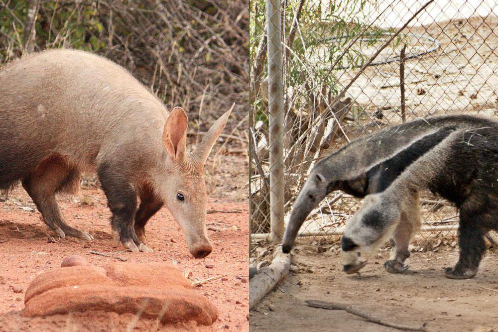 5 Perbedaan Aardvark dan Anteater, Tidak Punya Hubungan Keluarga!