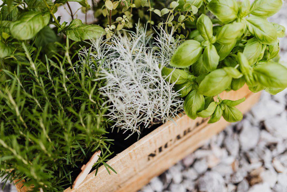 ilustrasi memanen daun basil (pexels.com/Photo By: Kaboompics.com)