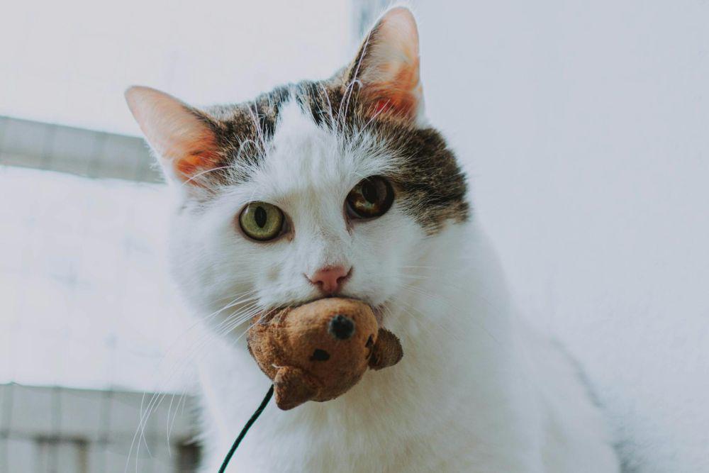 Kenapa Kucing Membawa Hewan ke Rumah? Ini 5 Alasannya!
