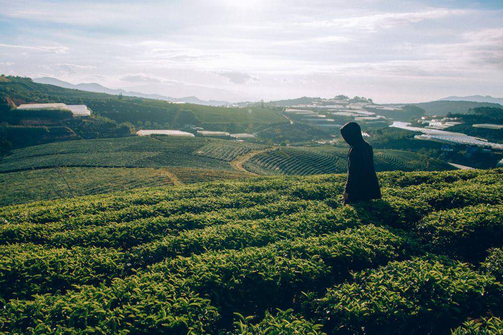 ilustrasi kebun teh (pexels.com/Min An)