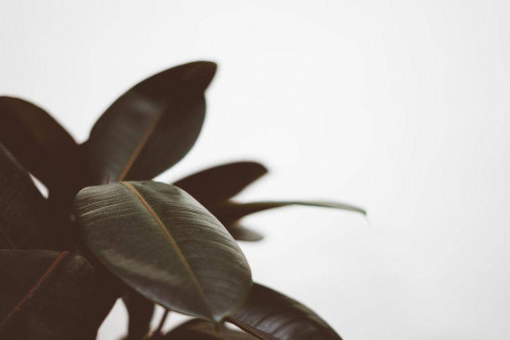 Ilustrasi Rubber Plant (Pexels/ScottWebb)