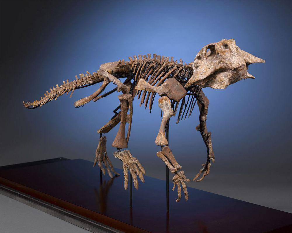 Fosil dinsoaurus (commons.wikimedia.org/Rauantiques)