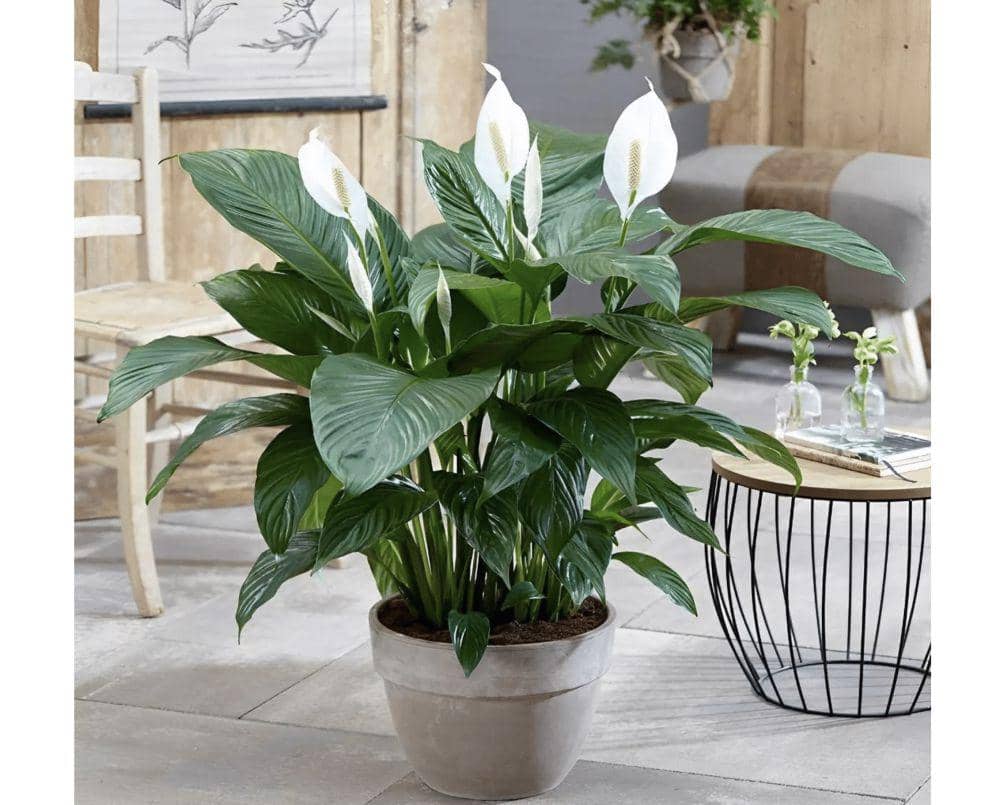 Tanaman Peace Lily (dok. Jardindion.com)