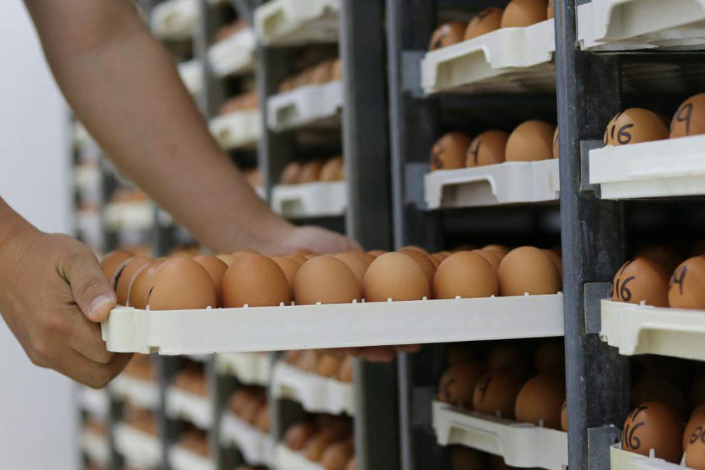 Produksi Telur Ayam Merosot 15 Persen Akibat Cuaca Panas di Palembang