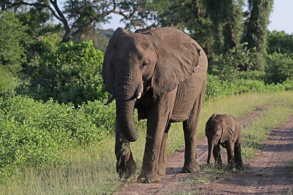 Gajah semak Afrika (Loxodonta africana) betina dengan bayinya yang berusia enam minggu, di Kawasan Safari Matetsi, Zimbabwe (commons.wikimedia.org/Charles J. Sharp)