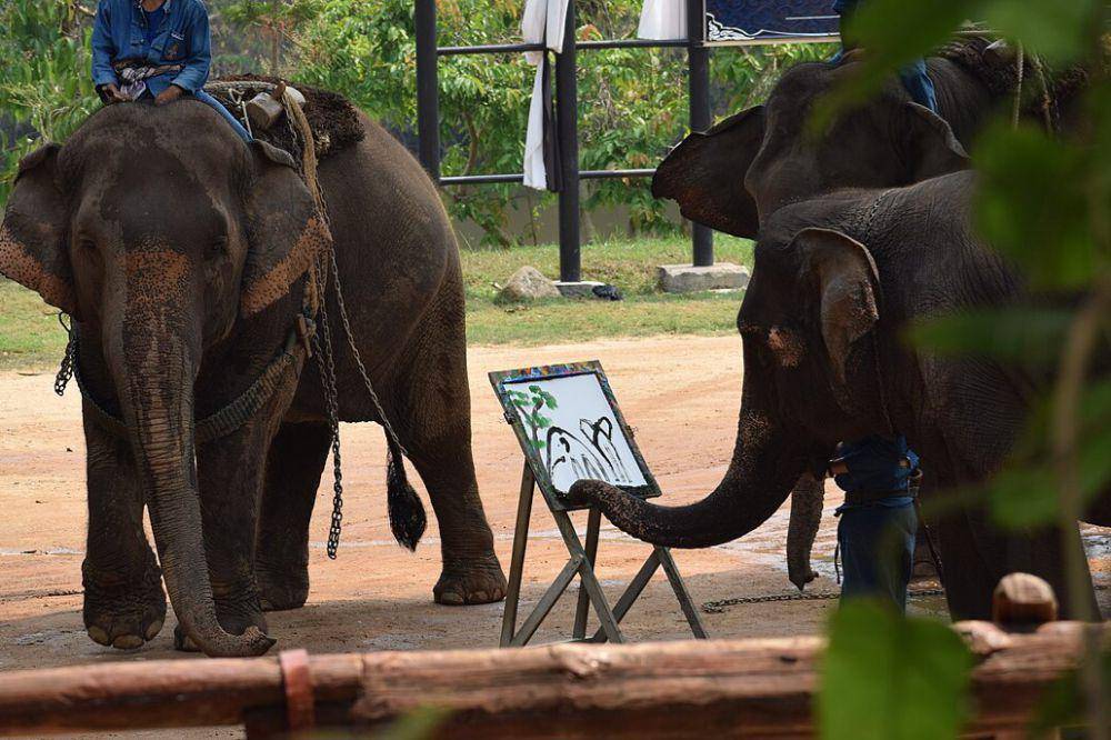 gajah melukis di Pusat Konservasi Gajah Thailand, Lampang, di Thailand (commons.wikimedia.org/PumpkinSky)