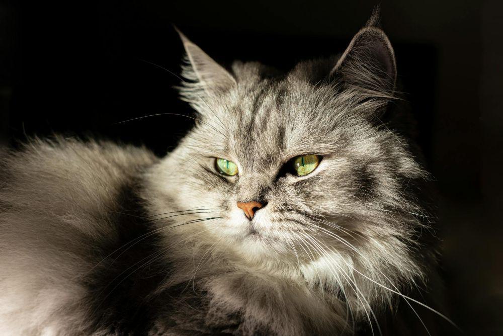 Cara Mengetahui Kucing Punya Kecenderungan Psikopat, Cek Cirinya