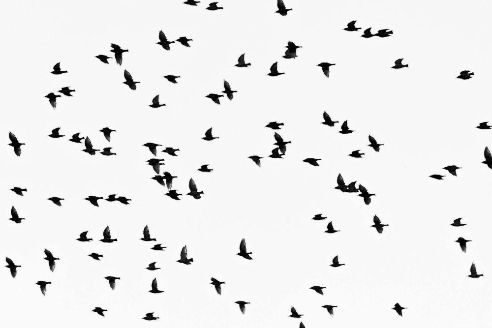 ilustrasi migrasi burung (pexels.com/Aleksandar Pasaric)