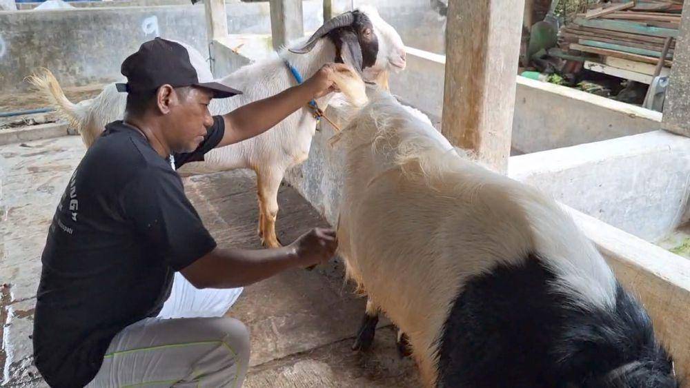 Aktivitas layanan “salon kambing” gratis yang ditawarkan oleh Villa Kambing milik Joko Sumedi di Kelurahan Kraton Maospati di Kabupaten Magetan. IDN Times/ Riyanto.