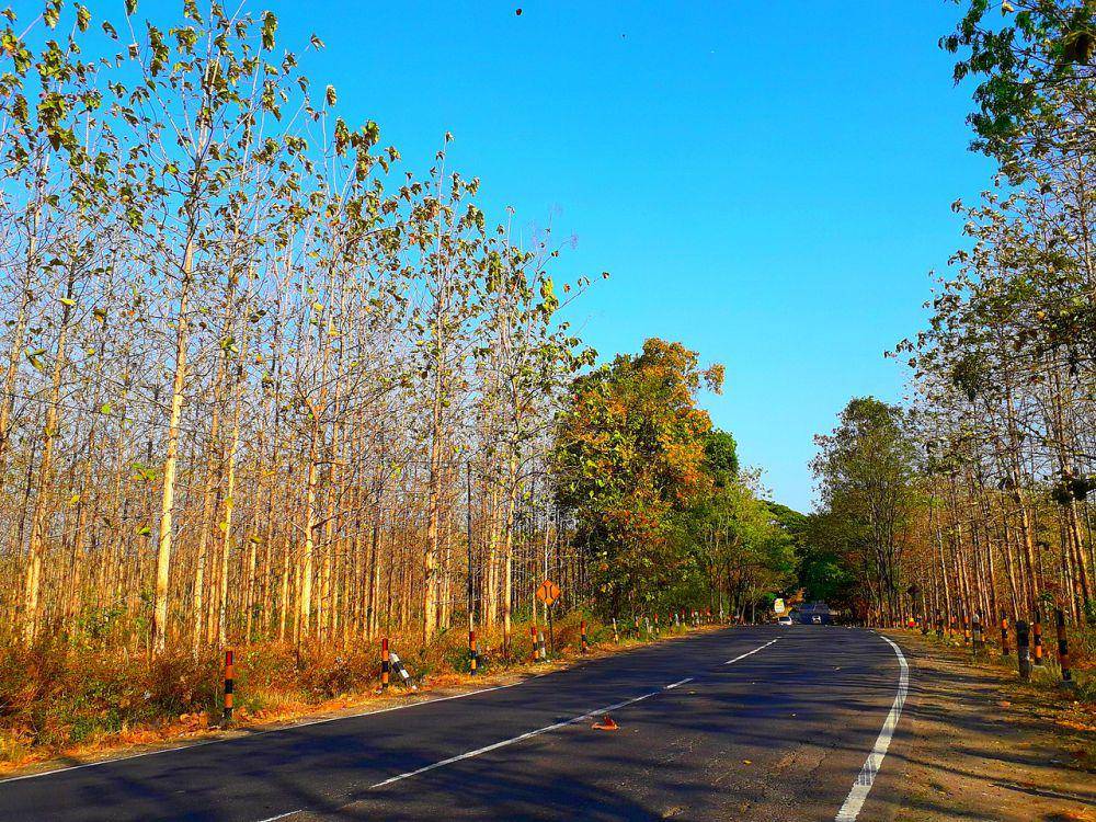 Hutan homogen (commons.wikimedia.org/Rizal Hasan Saputra)