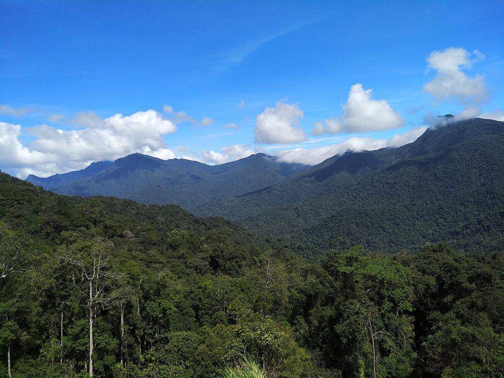 Hutan pegunungan (commons.wikimedia.org/Ash wan88)