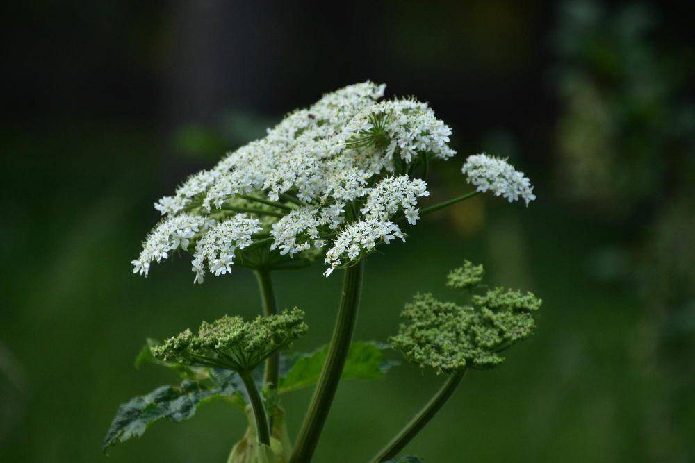 Hemlock (freepik.com/DejaVu Designs)