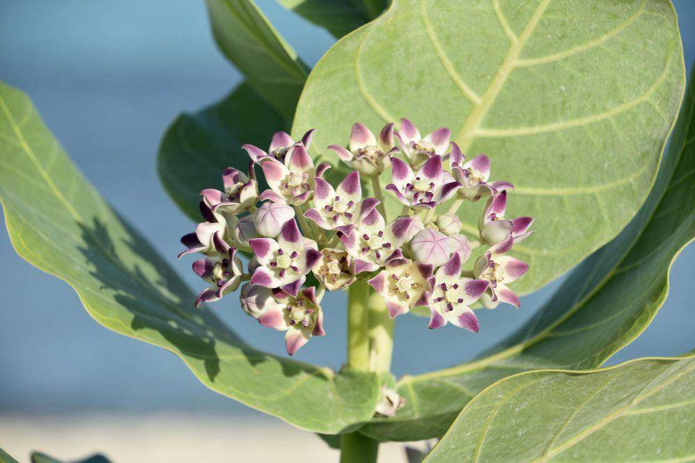 Milkweed (freepik.com/DejaVu Designs)