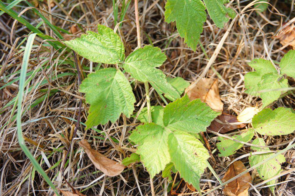Poison ivy (freepik.com/wirestock)
