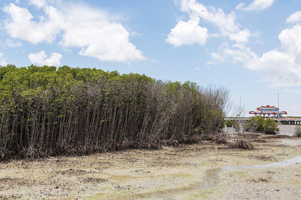Hutan bakau (commons.wikimedia.org/Photo by CEphoto, Uwe Aranas)