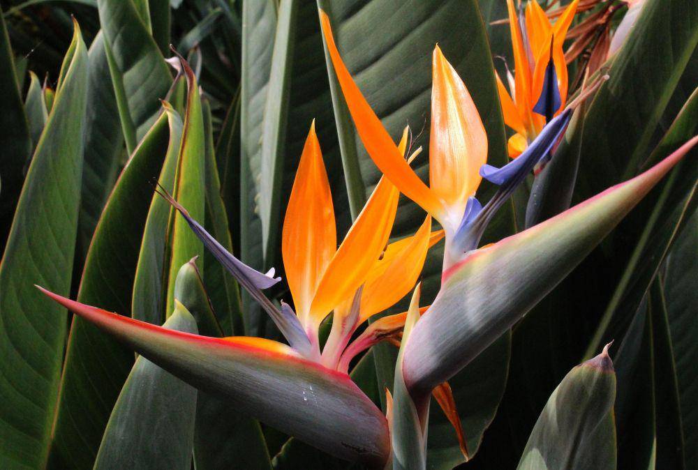 ilustrasi tanaman bird of paradise (pixabay.com/AlexSky)